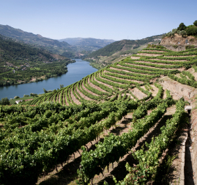 Douro.jpg