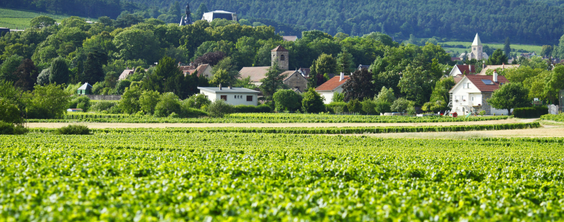 Gevrey Chambertin