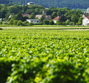 Gevrey Chambertin
