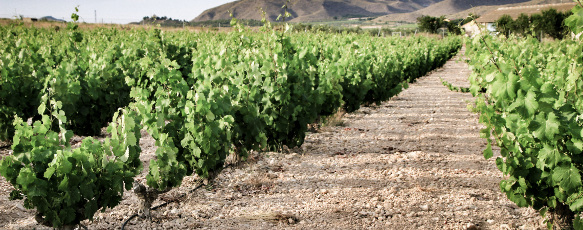Jumilla