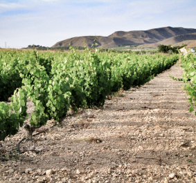 Jumilla