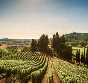 Maremma