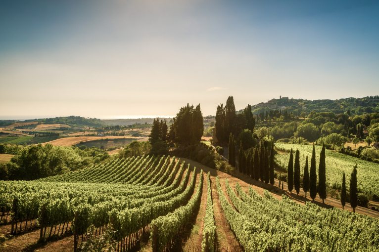 Weinberge in sanfter Hügellandschaft mit Zypressen und klarem Himmel.