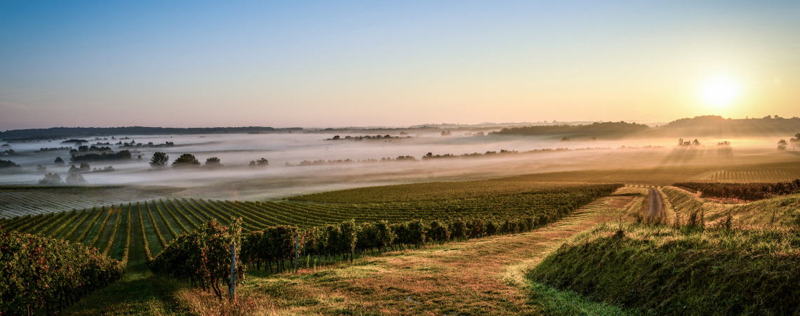 Medoc