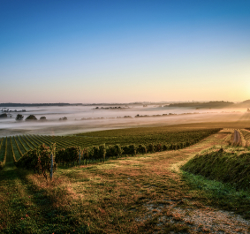 Medoc