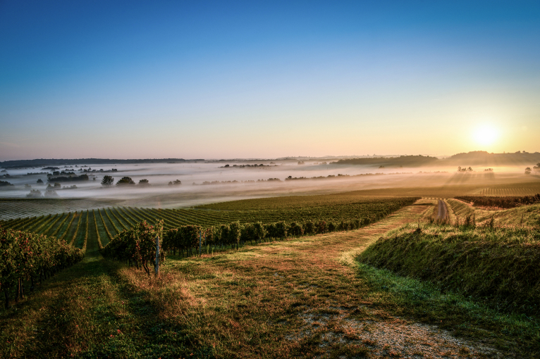 Sonnenaufgang über nebligem Weinberg mit klarer blauer Himmel.
