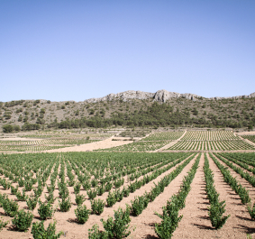 Reihen von Weinreben vor einer hügeligen Landschaft unter klarem Himmel.