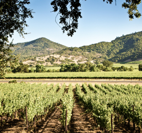 Napa-Valley.jpg
