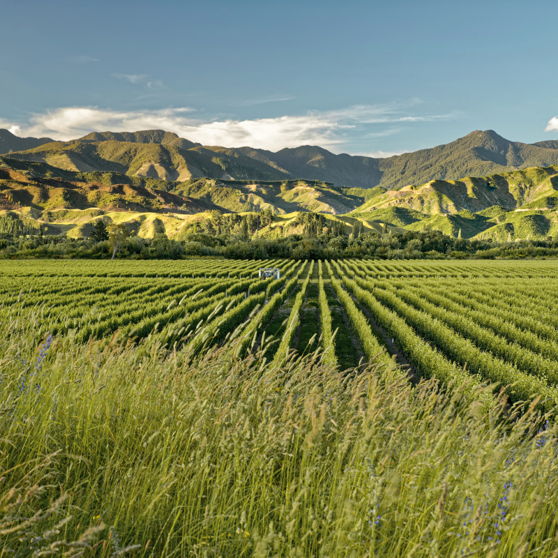 Neuseeland Marlborough iStock 1125877058 entsaettigt 02