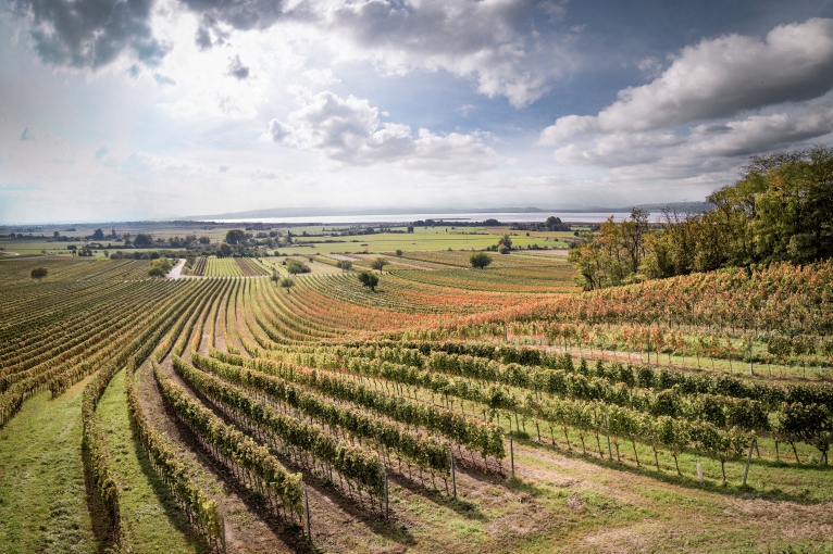 Weite, sonnenbeschienene Weinberge unter bewölktem Himmel.