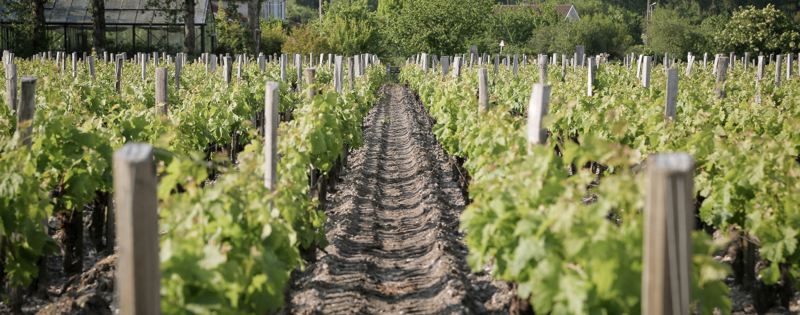 Pauillac.jpg