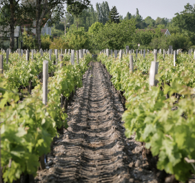 Pauillac.jpg