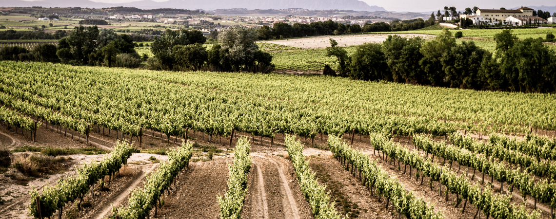 Penedes.jpg