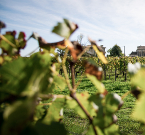 Pomerol.jpg