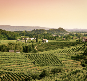 Prosecco