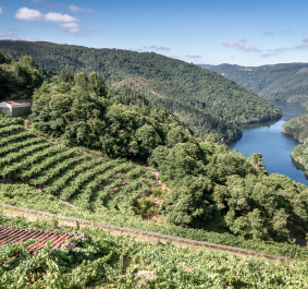 Ribeira Sacra