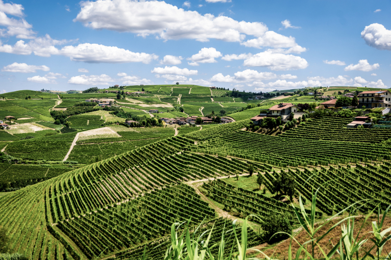 Grüne Weinberge unter blauem Himmel mit weißen Wolken, gesäumt von Häusern.