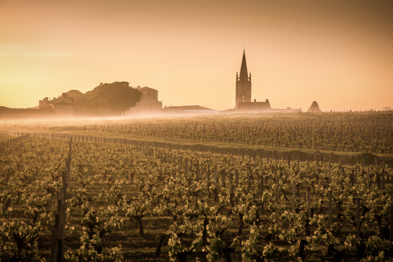 Weinberg im Nebel bei Sonnenaufgang mit Kirchturm im Hintergrund.