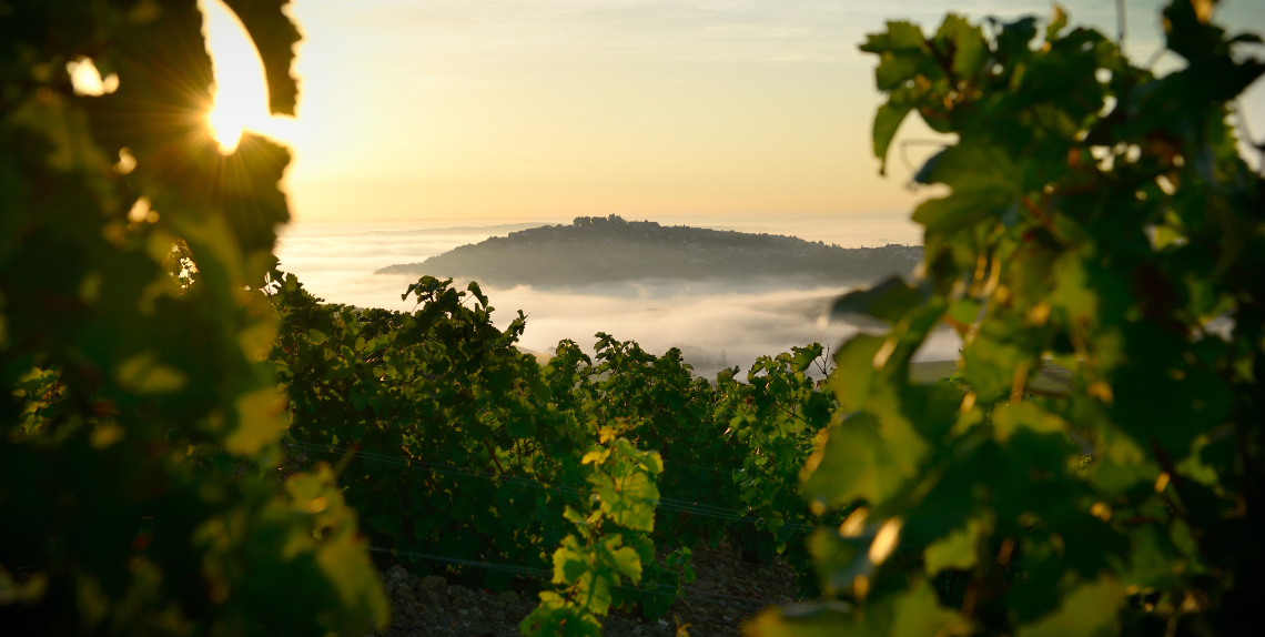 Sonnenaufgang über einem nebligen Tal, eingerahmt von grünen Weinreben.