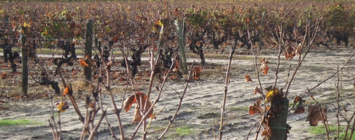 Sauternes.jpg
