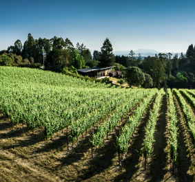 Weinberg auf Hügel mit grünen Reben und Wald im Hintergrund bei klarem Himmel.