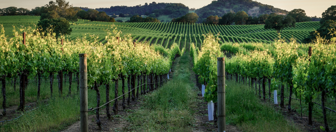 Sonoma.jpg