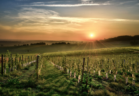 Weinberg im Sonnenuntergang mit sanften Hügeln und klarem Himmel.