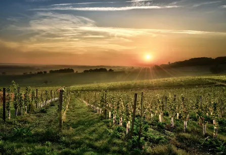 Weinberg im Sonnenuntergang mit sanften Hügeln und klarem Himmel.