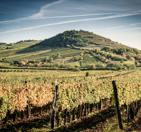 Tokaj.jpg