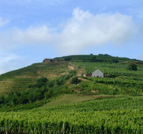 Grüne Weinberge auf einem Hügel mit kleinem weißen Haus und blauem Himmel.