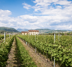 Valpolicella.jpg