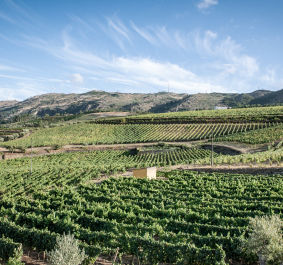Vinho Verde