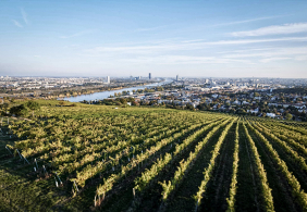 Weinberge mit Blick auf eine weitläufige Stadtlandschaft am Horizont.