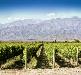 Weinreben im Vordergrund, dahinter majestätische Berge unter klarem blauen Himmel.