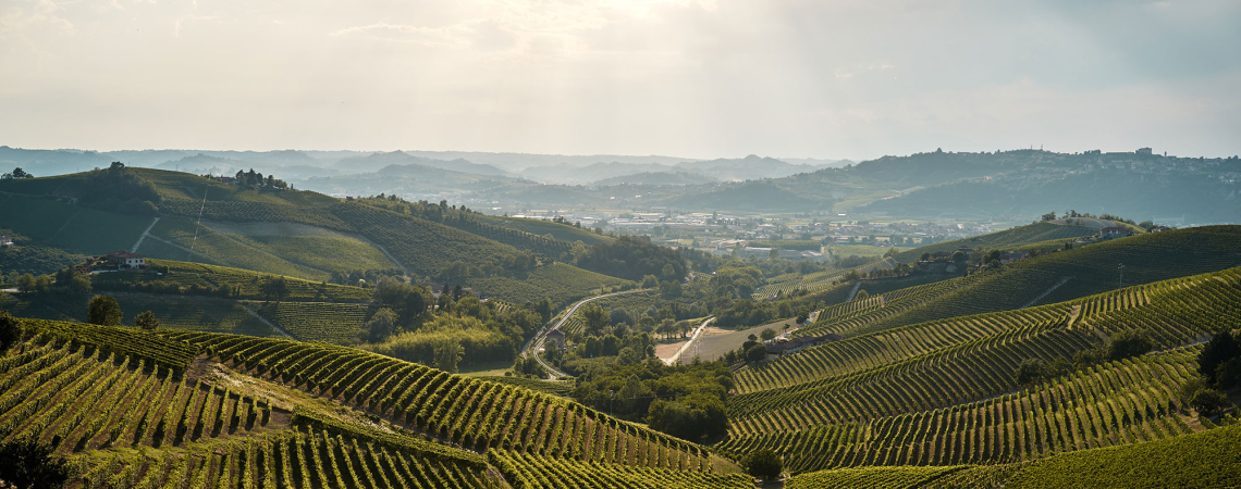 barbaresco 2022 header