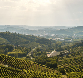 barbaresco 2022 header