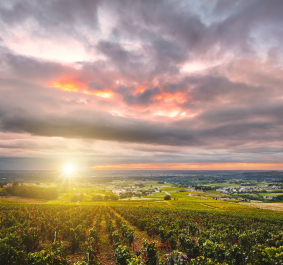 beaujolais
