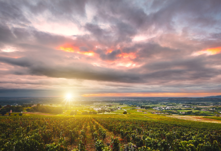 Weinberge im Sonnenuntergang mit dramatischem, wolkenverhangenem Himmel.