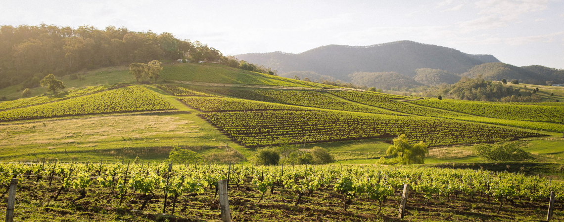hunter valley tyrrells header