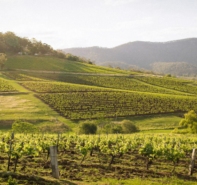 hunter valley tyrrells header