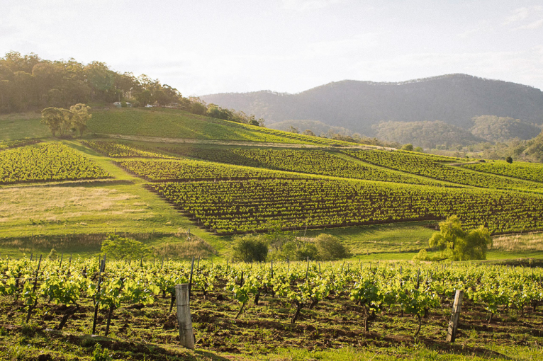 hunter valley tyrrells header