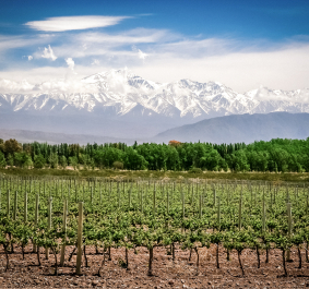 Mendoza.jpg
