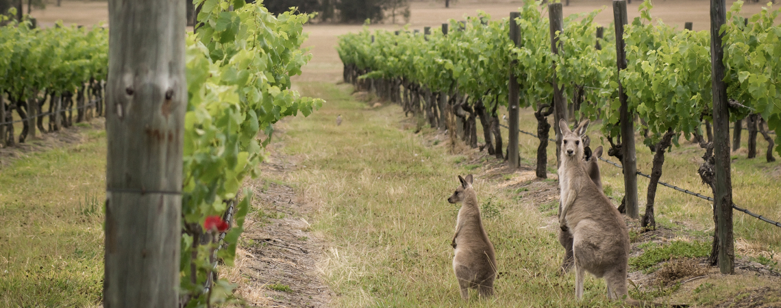 new south wales