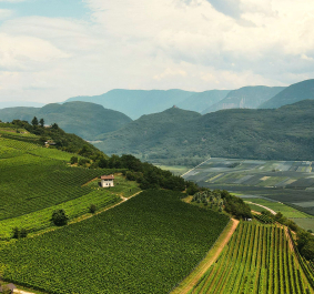suedtirol tramin 2022 header