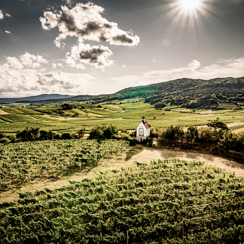 thermenregion gumpoldskirchen mandelhoh herbst