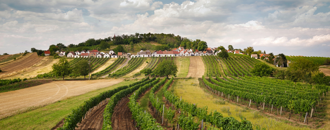 weinviertel galgenberg