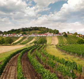 weinviertel galgenberg