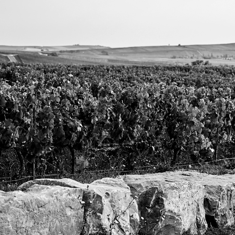 Burgund 2022 fine wine