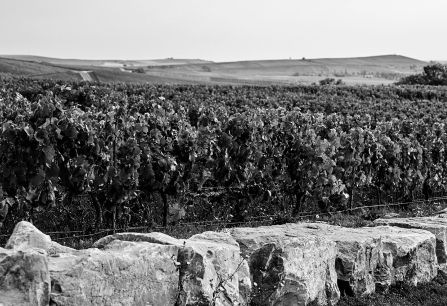 Burgund 2022 fine wine