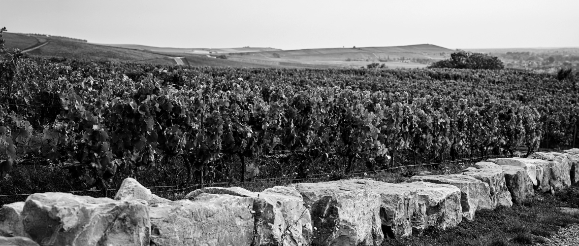 Burgund 2022 fine wine